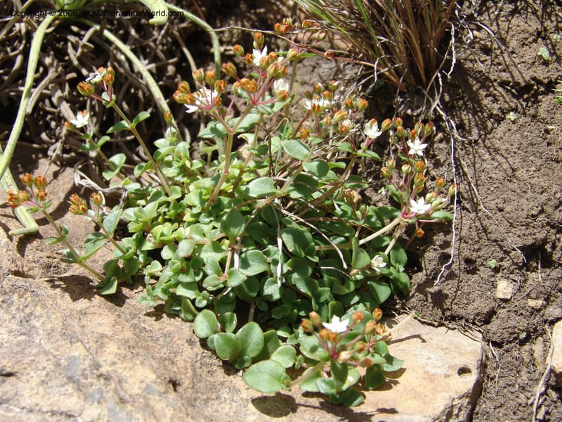 Crassula brachypetala--So.Africa. E. Cape. R58 SE of Barkly East.10 Mch 05. 231.jpg