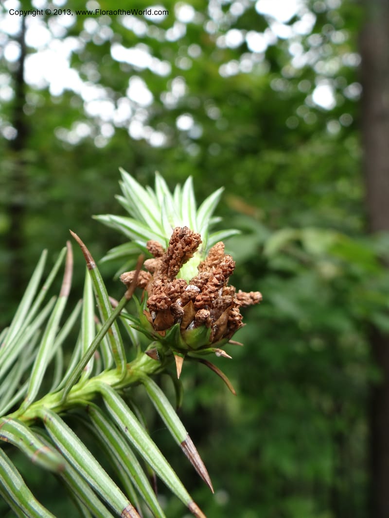 Cunninghamia lanceolata, Davidson, C 11976--China. Zhejiang Prov. Tian Mu Shan. 1 Jun 2012. DSC01264 (146).JPG