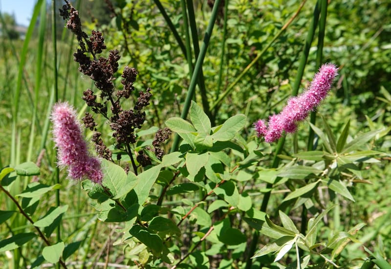 Spiraea douglasii var. menziesii, C. Davidson 13807--ID. Benewah Co. St. Joe R. Rd. Turtle Lake. 8 Jul 2018. DSC05829 (62).JPG