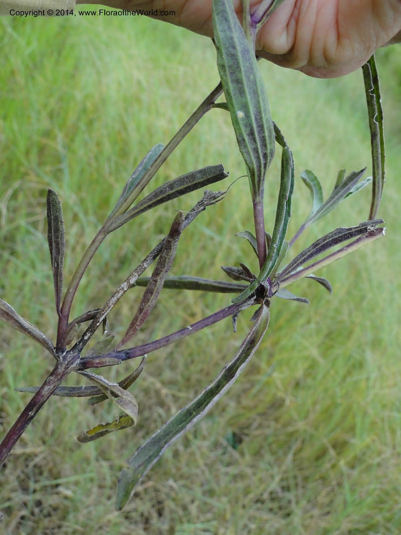 Buchnera longifolia, Stevens, W.D. 31036, Transchaco, 13 Mar 2011 0945 (20).JPG