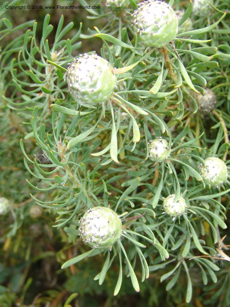 Leucadendron galpinii, s.n.--CA. San Francisco Arboretum. 9 Aug 07. 296.jpg