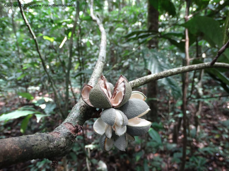 Leptonychia pallida, Davidson, C 12364--Cameroon. Korup Nat. Park. 22 Mar 2014. DSC03203 (190).JPG