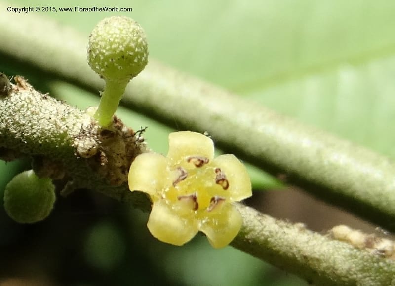 Octoknema, Davidson, C 12386--Cameroon. Bakengili Trail, Mt. Cameroon. 24 Mar 2014. DSC03587 (213).JPG