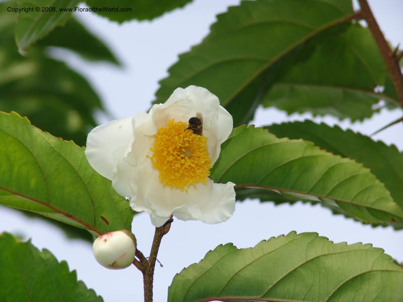 Oncoba spinosa--Kenya. Brooks Bond Tea Estate, Kericho. 10 Jul 04. 200.jpg