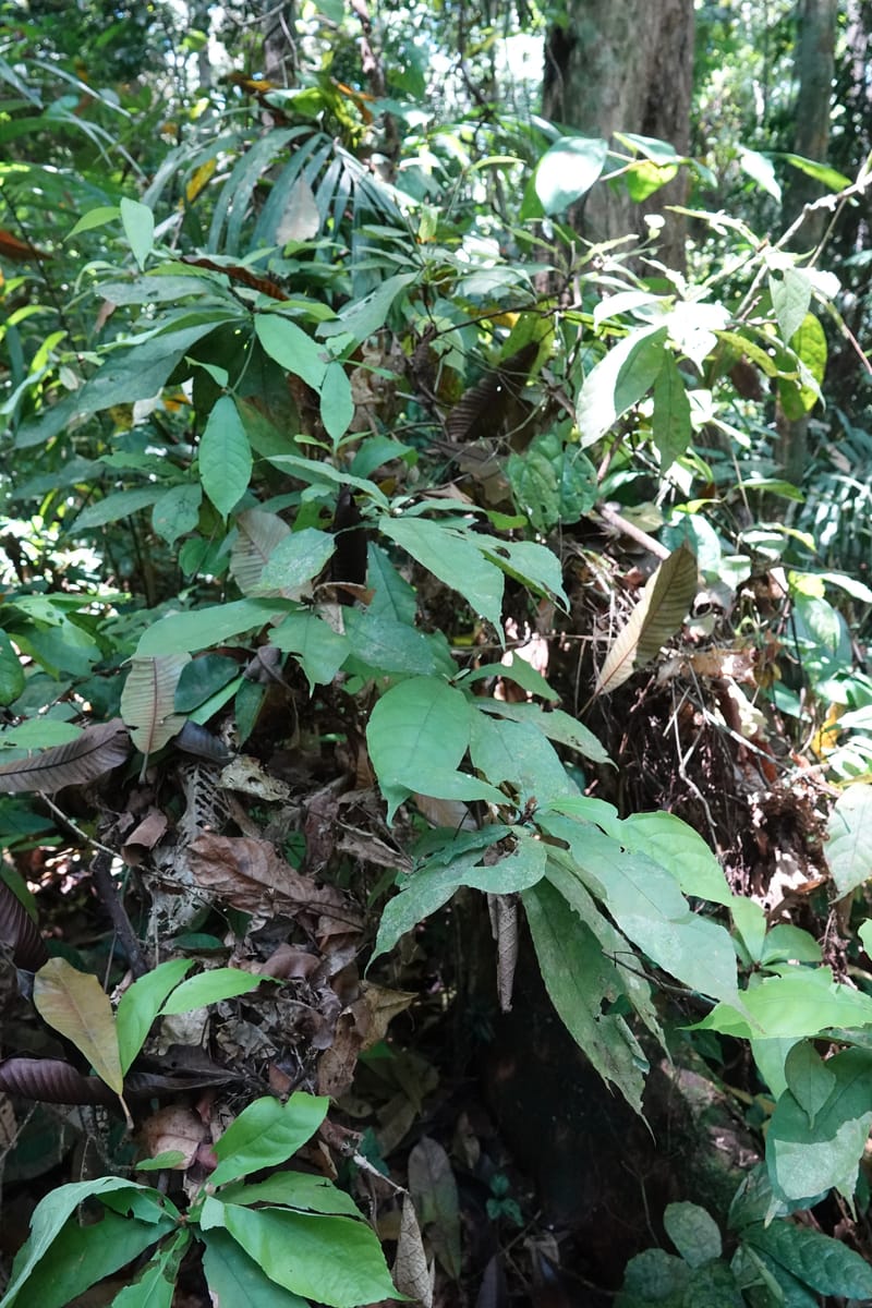 Poggea alata, C. Davidson 13956--Gabon. Arb. Sibang. 5 Nov. 2018. DSC02235 (56).JPG