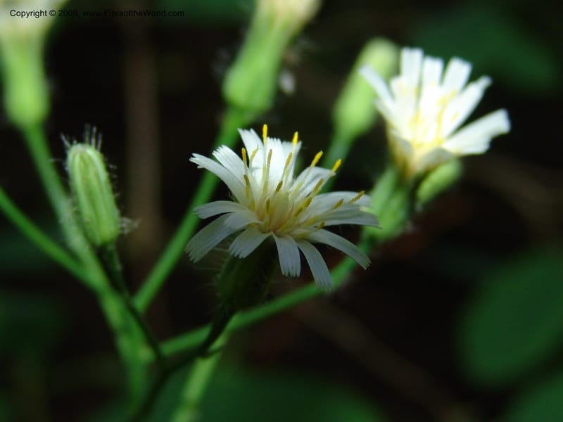 Hieracium albiflorum--ID. Valley Co. Payette Lake. Sylvan Beach. 17 Jul 05. 071.jpg