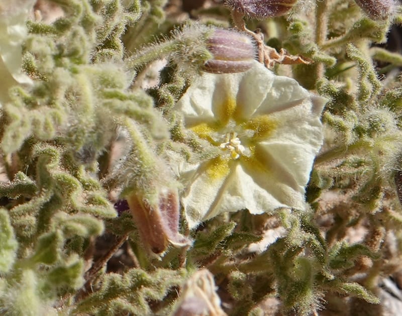 Chamaesaracha sordida, C. Davidson 13996--AZ. Cochise Co. Geronimo Trail Rd. 10 Apr 2019. DSC07357 (42).JPG