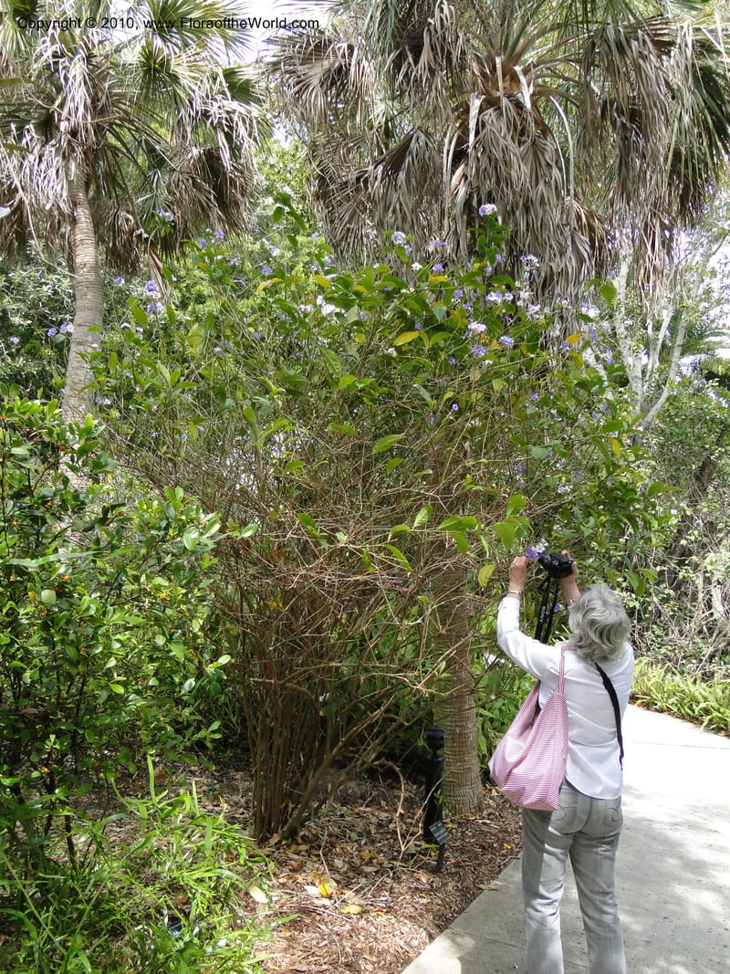 Brunfelsia grandiflora--Florida. Marie Selby Gardens, Sarasota. 16 March 2010. 236 (6).jpg