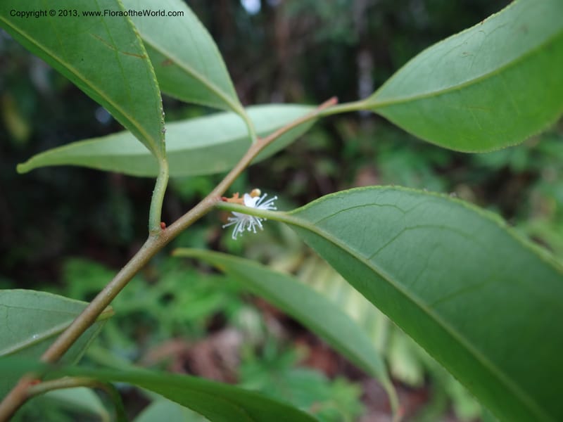 Symplocos, S.98876--Malaysia, Sarawak. Kubah Nat. Park. 28 Mar 2012. DSC05973 (148).JPG