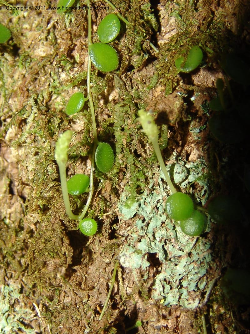 Peperomia, ROR1598--Madag. Parc Nat. Montagne d'Ambre. 11 Nov 06. 360.jpg