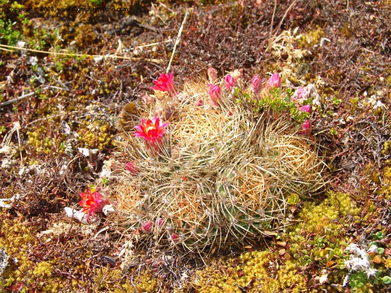 Echinopsis maximiliana, AAraujoM3008--Bolivia.  Prov.B.Saavedra. Charazani to La Paz. 20 Sep 06. 046.jpg