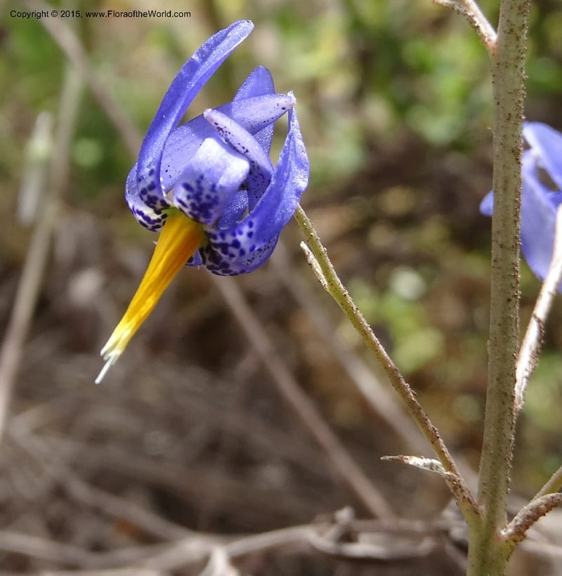 Conanthera bifolia, Davidson, C 12823--Chile. Ruta J-55 east of Talca. 27 Nov 2014. DSC08656 (14).JPG