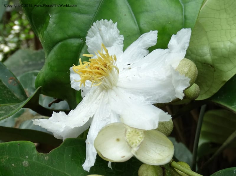 Oncoba, Davidson, C 12336B--Cameroon. Mokoko For. Res. 20 Mar 2014. DSC02622 (12).JPG