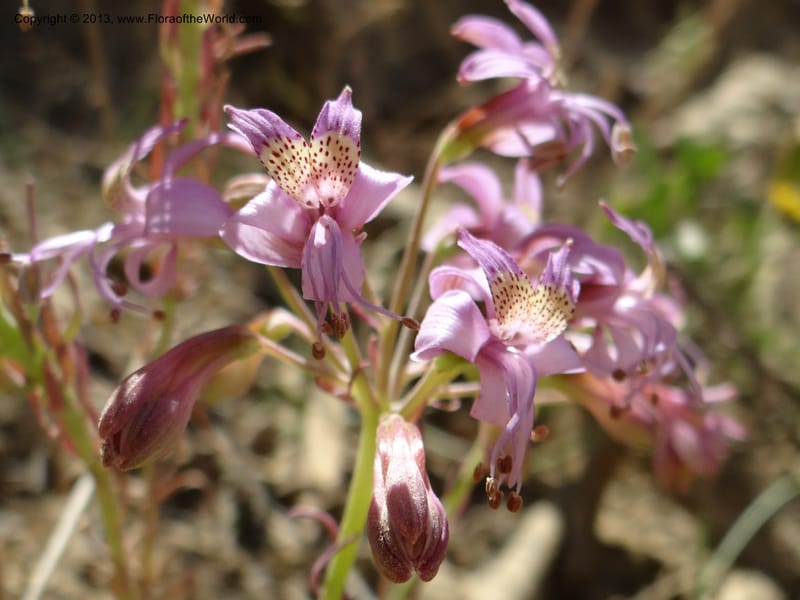 Alstroemeria, WDS 34051--Chile. Pichilemu. 13 Feb 2013. DSC00590 (165).JPG