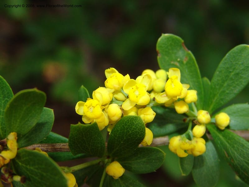 Berberis beaniana--IL. . Chicago. Morton Arboretum. 1 Jul 05. 101.jpg
