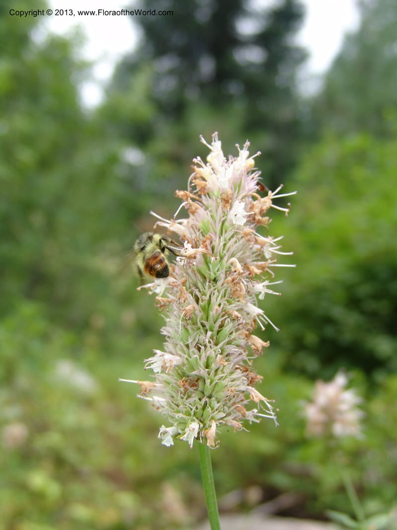 Agastache urticifolia, CDavidson11110--ID. Adams Co. For. Serv. Rd. 453, to Goose Lk. 20 Jul 07. 086.jpg