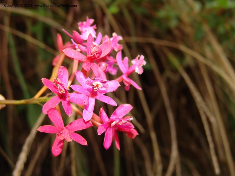 Epidendrum secundum--Peru. Macchu Pichu. 23 Oct 07. 261.jpg