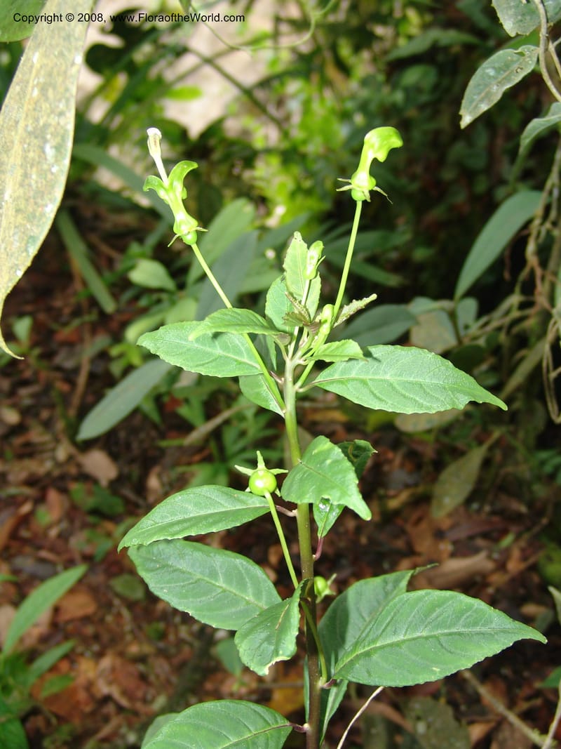 Burmeistera, Croat93550--Ecuador. Prov. Sucumbio. Jct w rd to San Rafael Falls. 18 Aug 04. 027.jpg