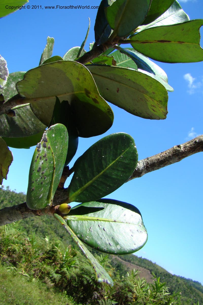 Garcinia verrucosa, Rogers 1212--Madagascar. Prov. Fianarantsoa. Ifanadiana. 12 Jan 09. 120.jpg