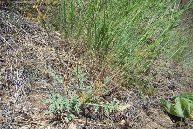 Cymopterus glaucus, C. Davidson 11362--Idaho. Idaho Co. Salmon River. Polly Bemis Ranch. 27 May 2009. 245.jpg