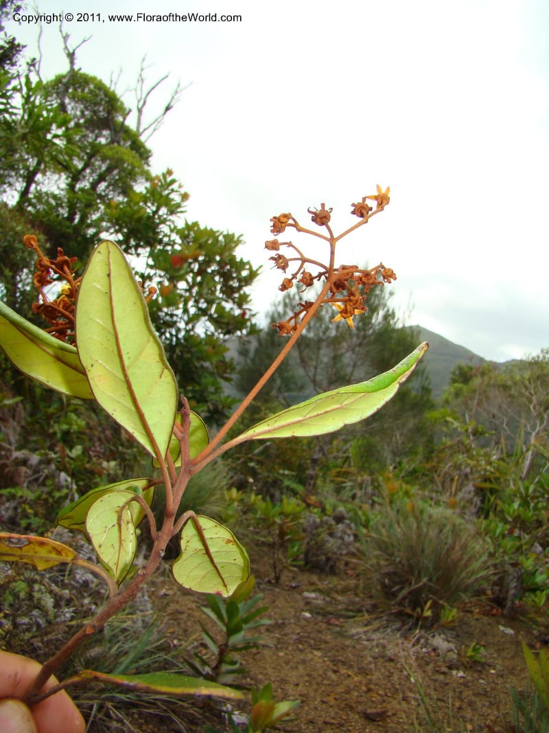 Argophyllum, M. Callmander 844--New Caledonia. Mont Dzumac, near helipad. 23 Jan 2010. 323 (21).jpg
