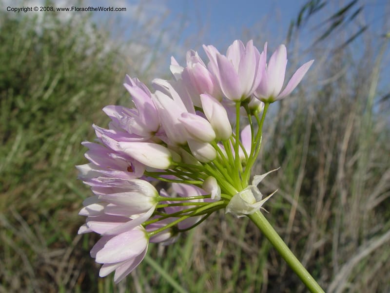 Allium roseum--Spain. Almeria Prv. Cantera de los Yesos, off AL140. 16 Apr 04. 154.jpg
