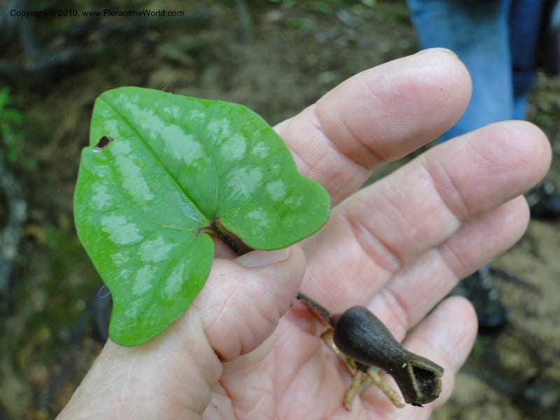 Hexastylis arifolium, Mori, S 27431, USA, North Carolina, Durham County, Duke Forest, Gate 26 New Hope Drainage, 24 May 2010 (8).JPG