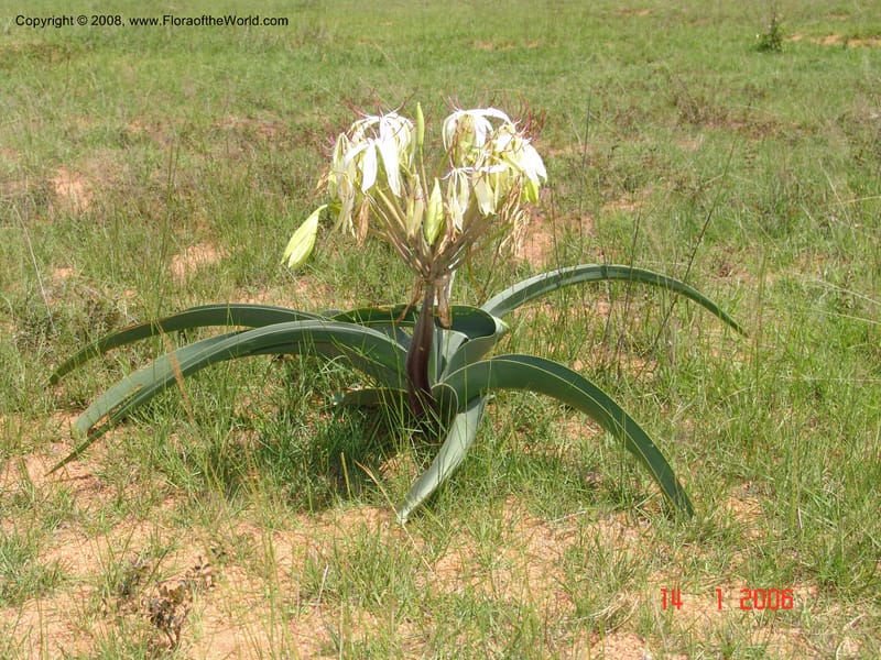 Crinum, not coll.--Madag. Prov. Fianar. 5 km SW of Ilakaka. 14 Jan 06. 002.jpg