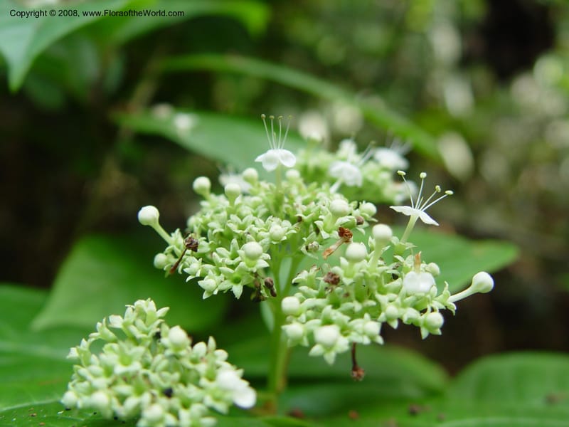 Clerodendrum--Cameroon. Bimbia Mangrove Nat. Trail. 8 Dec 03. 063.jpg