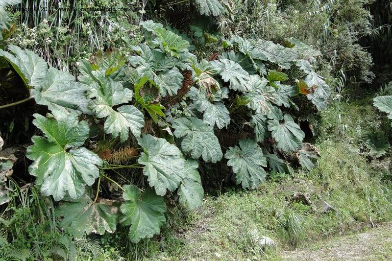 Gunnera brephogea, Ulloa 2180--Ecuador. Pichincha. Reserva Yanacocha. 11 Jun 2011. 311 (34).jpg
