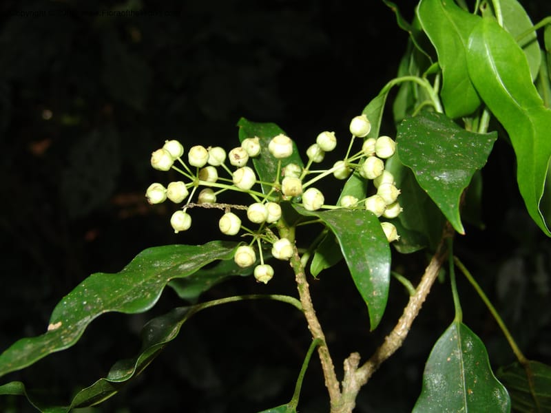 Dendropanax arboreus, N.Martinez521--MX. Chiapas. Res. Biosf. El Triunfo. Trail NW along stream. 9 Nov 04. 112.jpg