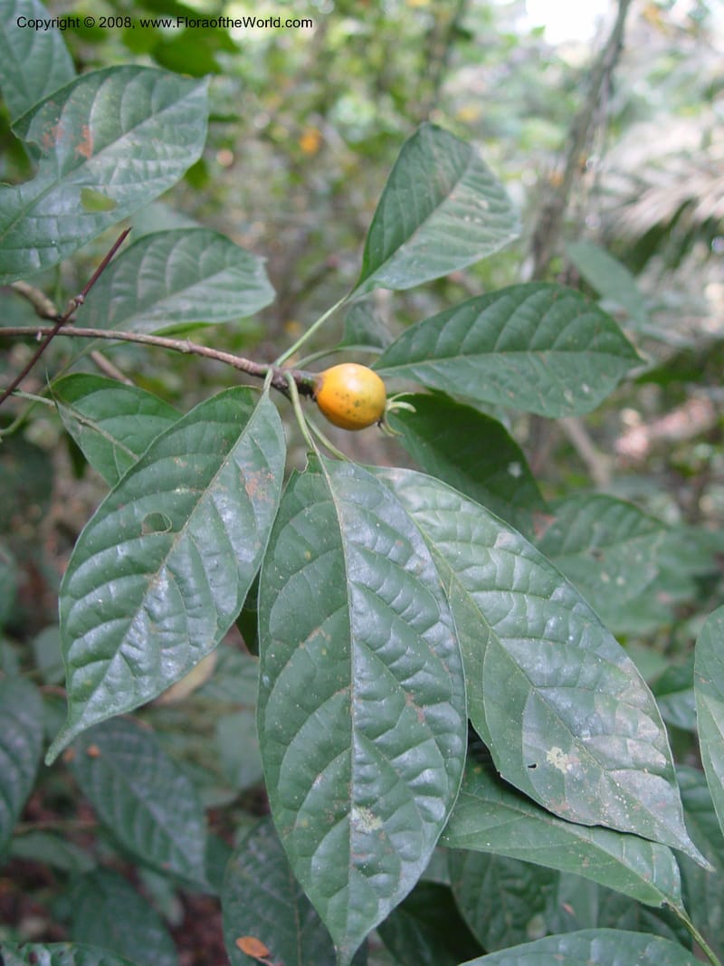 Eugenia dinklagea--Ghana. Aburi Botanic Garden. 11 Dec 03. 209.jpg