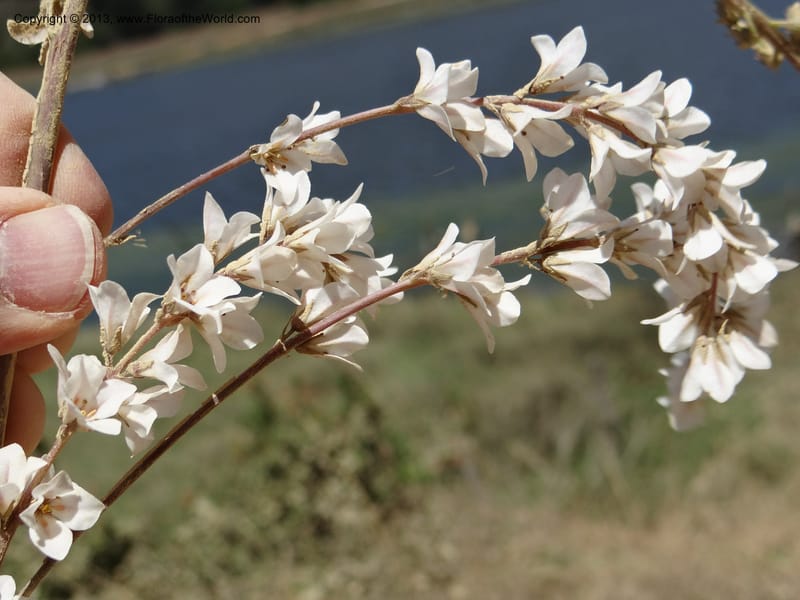Francoa appendiculata, WDS 34052--Chile. Pichilemu. 13 Feb 2013. DSC00381 (59).JPG
