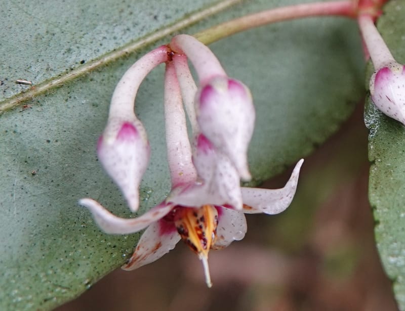 Ardisia virens, D. Boufford 44152--China. Yunnan. Bam Po village. 5 May 2018. DSC02406 (230).JPG
