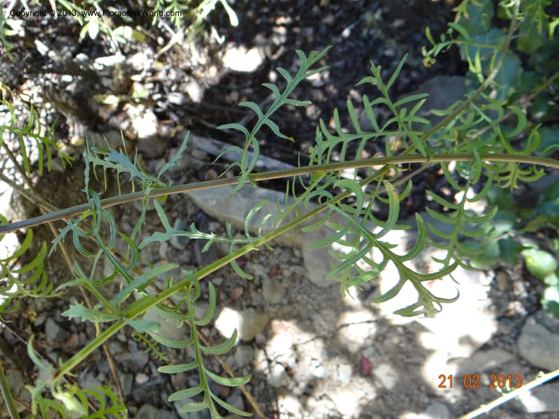 Senecio glaber, W. D. Stevens 34159--Chile, PN Siete Tazas. 21 Feb 2013  99374 (9).JPG