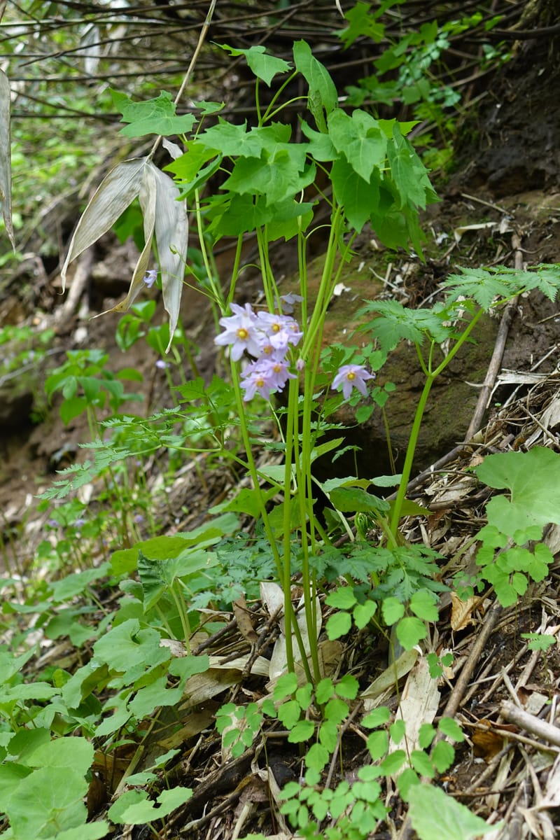 Ranzania japonica--Japan. Myoko Kenmin-no-mori. Hiuchiyama Trial. 27 May 2016.  (180).JPG