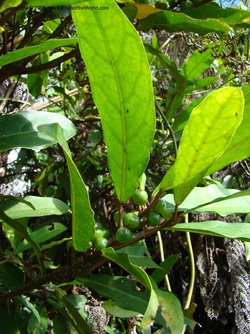 Ficus, JMunzinger4751--New Caledonia. Mandjelia. 13 Nov 07. 161.jpg
