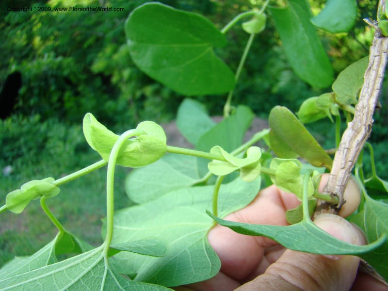 Aristolochia, WDStevens27310--Nicaragua. N.Segov. S of Ocotal, on Pan Am Hwy. 18 Jun 08. 029.jpg