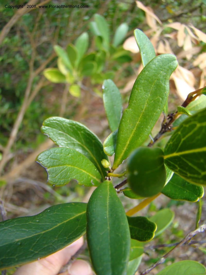 Medicosma, JMunzinger 4727--New Caledonia. Poum Mine. 13 Nov 07. 161.jpg