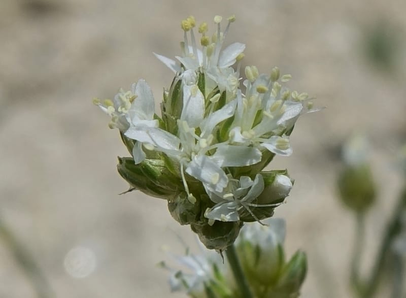 Eremogone congesta, C. Davidson 13712--ID. Boise Co. Scott Mtn. L.O. rd. 15 July 2017. DSC03279 (113).JPG