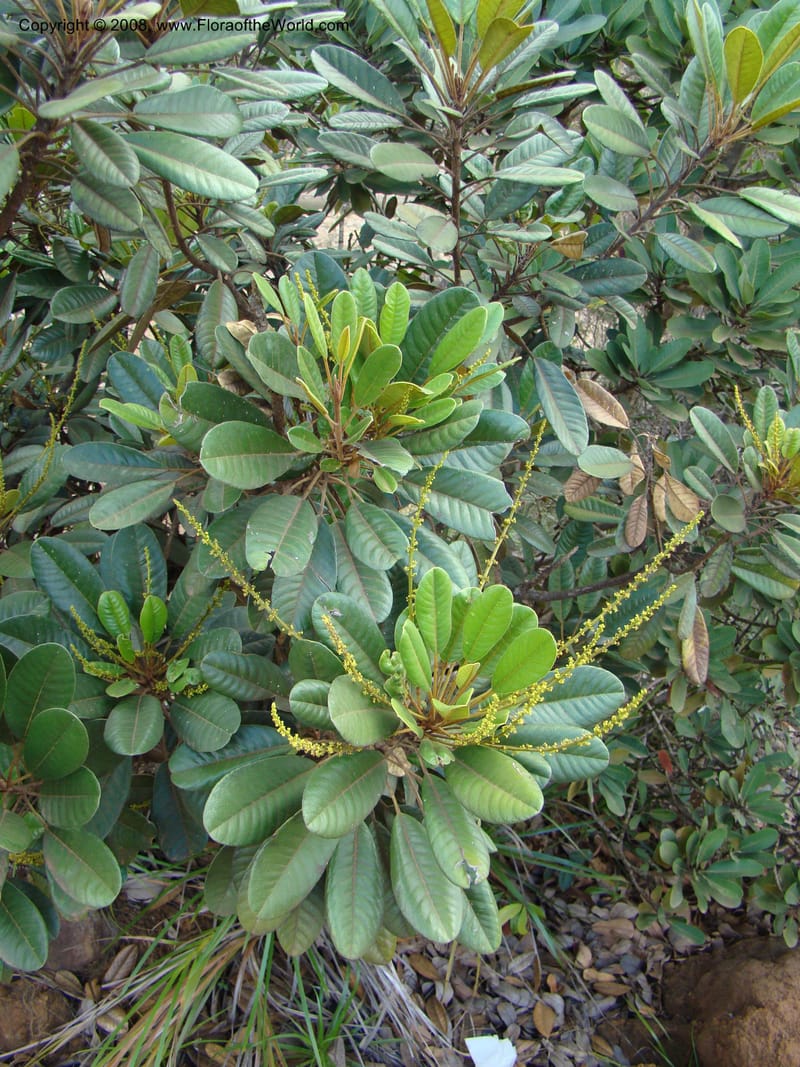 Soulamea, JMunzinger4888--New Caledonia. Tontouta R.jct Kalouehola R. 21 Nov 07. 138.jpg