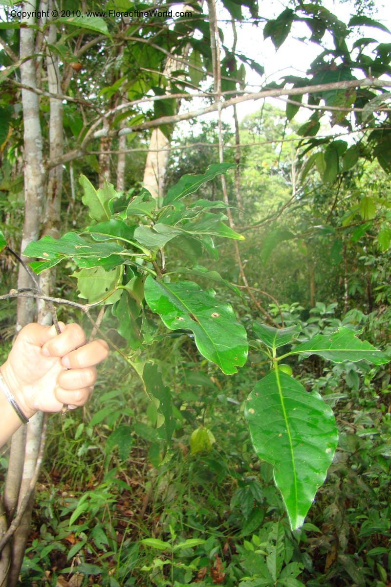 Rauvolfia, Vasquez 34807Peru. Loreto. Dist. Nauta. Miraflores, Rio Tigre. 10 Nov 08. 021.jpg