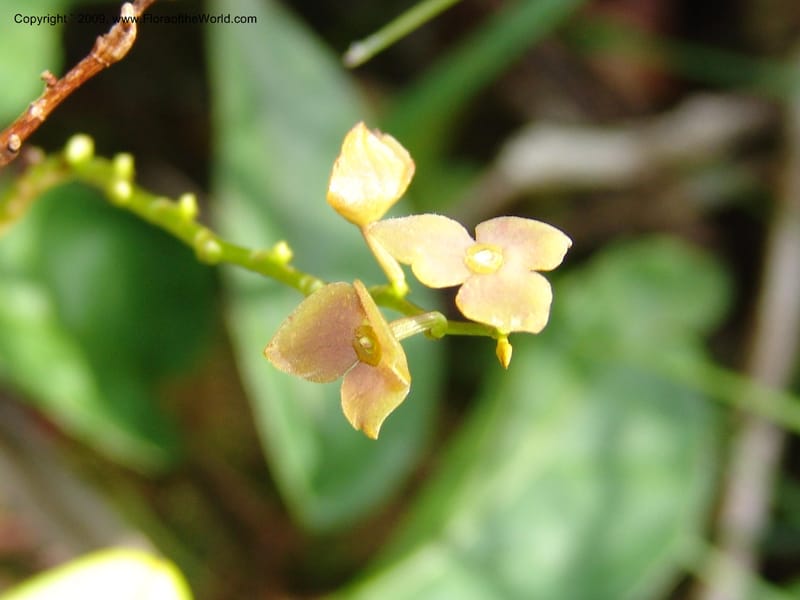 Stelis, DNeill15933--Ecuador. Prv. Zam. Ch. C del Condor. Wawaime plot. 22 Sep 07. 332.jpg