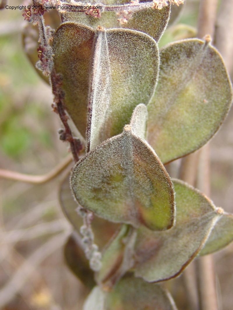 Dioscorea, ZRogers1149--Madag. Prov. Antsir. Sahafary, Analankary. 8 Nov 06. 546.jpg