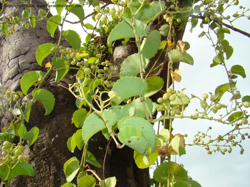 Cissus rotundifolia--Tanz. Karimjee Bot. Garden, Dar es Salaam. 30 Jan 08. 016.jpg