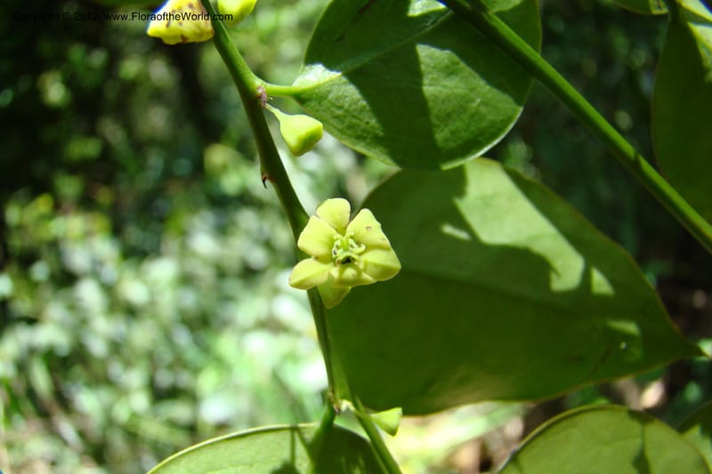 Sauropus, Regalado 1753--Viet Nam. Thua Thien Hue Prov. Phu Loc Distr. Bach Ma. 13 Apr 09. 416 (9).jpg