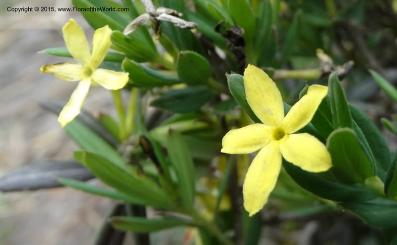 Wikstroemia, Boufford, D 43598--China. Sichuan. Yonghe Village. 6 May 2014. DSC04110 (23).JPG