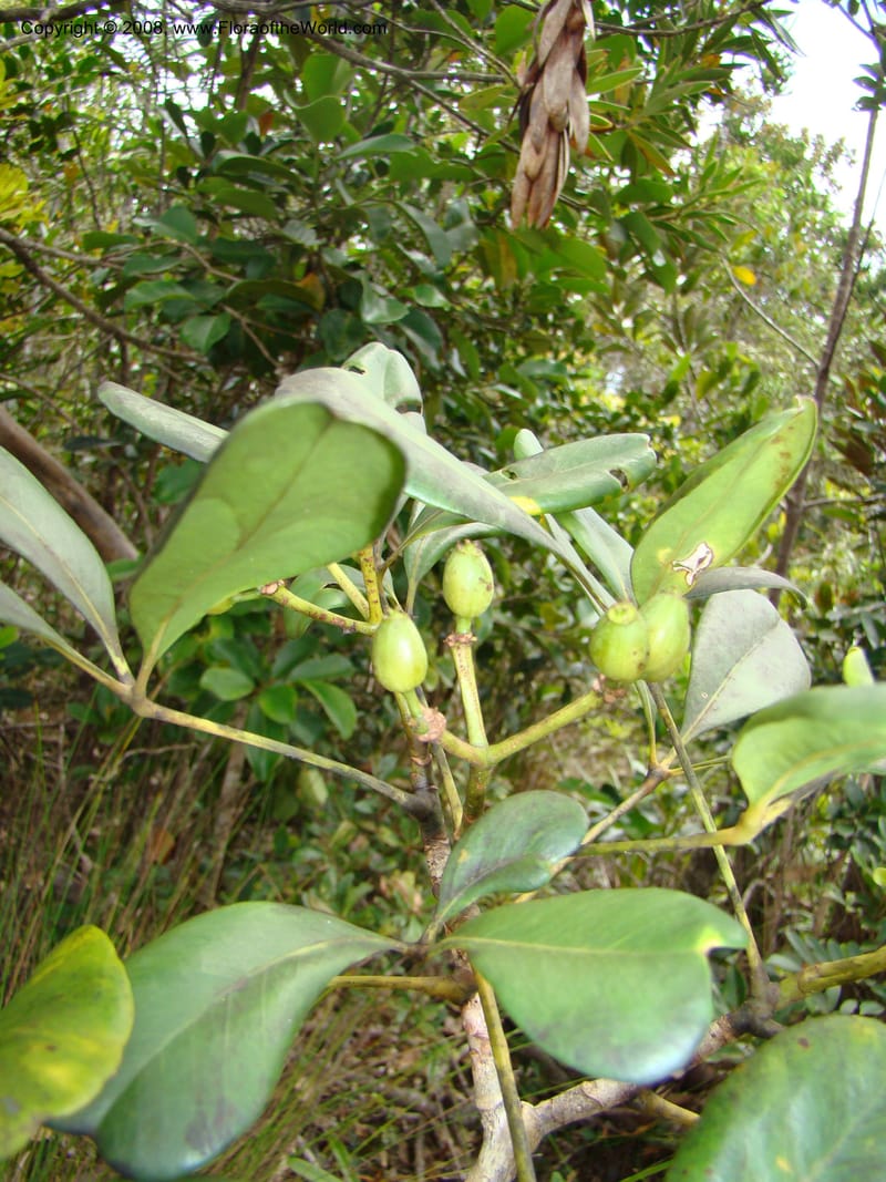 Schefflera crassipes, PLowry6900--N.Caled. Plateau de Poro. 16 Nov 07. 133.jpg