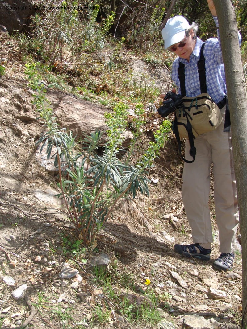 Euphorbia characias--Spain. Pr.Granada. Trail upslope from Pampaneira. 20 Apr 05. 019.jpg