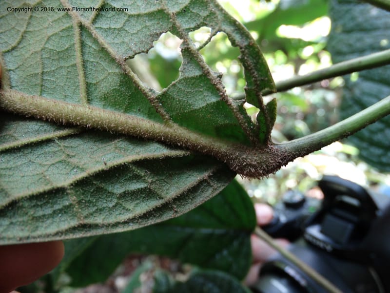 Schefflera, Davidson, C 12674--Sabah. Danum Valley. 4 Oct 2014. DSC01741 (200).JPG